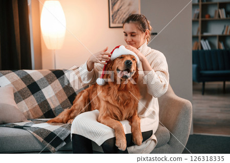 Wearing the Santa hat on the pet. Cute Golden retriever is in domestic room with his owner, beautiful young woman 126318335