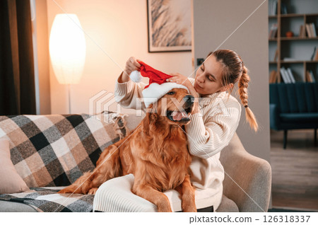 Wearing the Santa hat on the pet. Cute Golden retriever is in domestic room with his owner, beautiful young woman 126318337