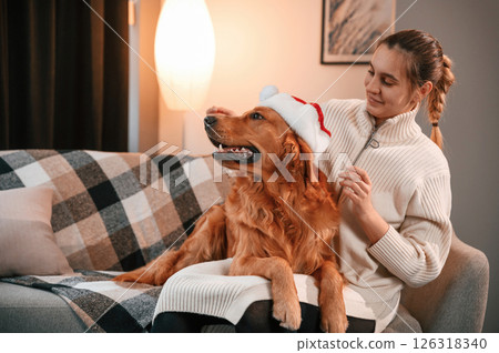 Wearing the Santa hat on the pet. Cute Golden retriever is in domestic room with his owner, beautiful young woman 126318340