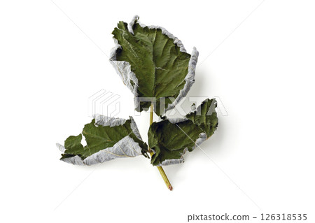dried spice leaves isolated on white background 126318535