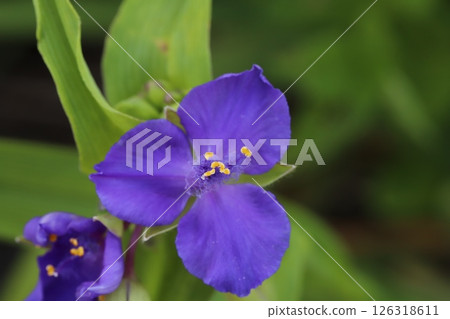 Purple tradescantia flowers blooming in a spring field Purple tradescantia flowers blooming in a spring field 126318611