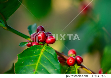 Close up harvest red ripe coffee seed robusta arabica berry harvesting coffee farm. Harvest coffee bean ripe Red berries plant fresh seed coffee tree growth in green eco organic farm green background Close up harvest red ripe coffee seed robusta arabica berry harvesting coffee farm. Harvest coffee bean ripe Red berries plant fresh seed coffee tree growth in green eco organic farm green background 126319022