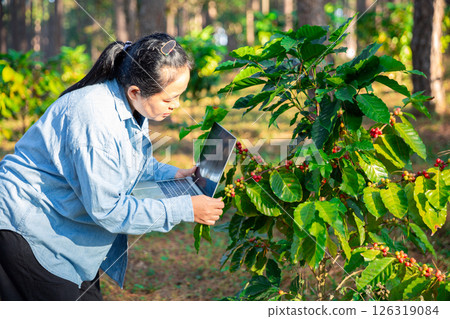 Harvest coffee bean ripe Red berries typing laptop computer check quality control plant coffee tree. Smart farmer using laptop in green coffee farm sustainable quality control agriculture technology 126319084