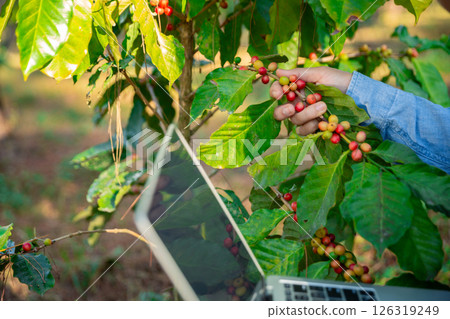 Harvest coffee bean ripe Red berries typing laptop computer check quality control plant coffee tree. Smart farmer using laptop in green coffee farm sustainable quality control agriculture technology Harvest coffee bean ripe Red berries typing laptop computer check quality control plant coffee tree. Smart farmer using laptop in green coffee farm sustainable quality control agriculture technology 126319249