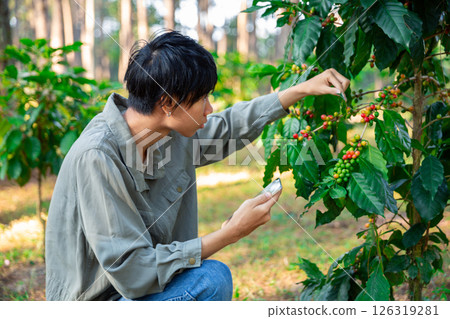 Harvest coffee bean ripe Red berries typing laptop computer check quality control plant coffee tree. Smart farmer using laptop in green coffee farm sustainable quality control agriculture technology 126319281