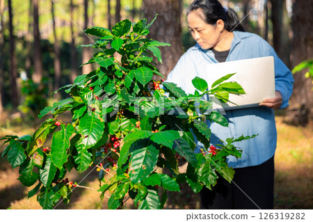 Harvest coffee bean ripe Red berries typing laptop computer check quality control plant coffee tree. Smart farmer using laptop in green coffee farm sustainable quality control agriculture technology 126319282