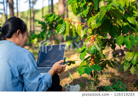 Harvest coffee bean ripe Red berries typing laptop computer check quality control plant coffee tree. Smart farmer using laptop in green coffee farm sustainable quality control agriculture technology 126319283