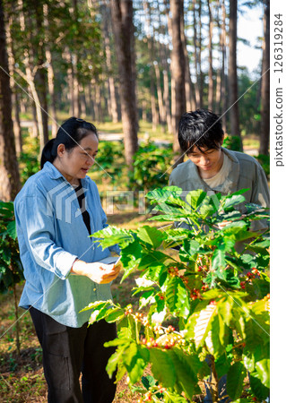 Harvest coffee bean ripe Red berries typing laptop computer check quality control plant coffee tree. Smart farmer using laptop in green coffee farm sustainable quality control agriculture technology 126319284