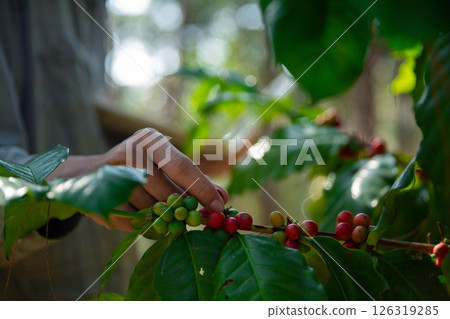Harvest coffee bean ripe Red berries typing laptop computer check quality control plant coffee tree. Smart farmer using laptop in green coffee farm sustainable quality control agriculture technology 126319285