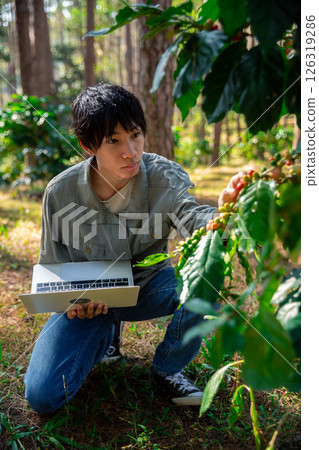 Harvest coffee bean ripe Red berries typing laptop computer check quality control plant coffee tree. Smart farmer using laptop in green coffee farm sustainable quality control agriculture technology 126319286
