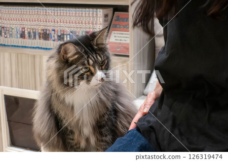 Cute cat Cute cat 126319474