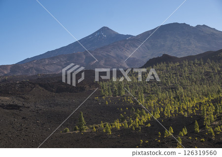 Winter view on volcano Pico del Teide with snow spots from hiking trail Samara. Mountains and lava fields with pine tree forest, blue sky. El Teide National Park, Tenerife, Canary Islands, Spain Winter view on volcano Pico del Teide with snow spots from hiking trail Samara. Mountains and lava fields with pine tree forest, blue sky. El Teide National Park, Tenerife, Canary Islands, Spain 126319560