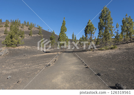 Winter view from hiking trail Samara. Mountains and lava fields with pine tree forest, blue sky. El Teide National Park, Tenerife, Canary Islands, Spain 126319561