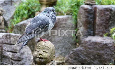 日本寺廟裡的石像和鴿子 126319587