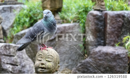 日本寺廟裡的石像和鴿子 日本寺廟裡的石像和鴿子 126319588