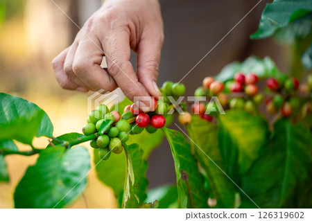 Close up hand harvest red ripe coffee seed robusta arabica berry harvesting coffee farm. Hand people harvest coffee bean ripe Red berries plant fresh seed coffee tree growth in green eco organic farm 126319602