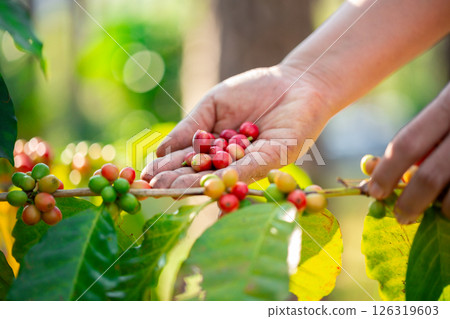 Close up hand harvest red ripe coffee seed robusta arabica berry harvesting coffee farm. Hand people harvest coffee bean ripe Red berries plant fresh seed coffee tree growth in green eco organic farm Close up hand harvest red ripe coffee seed robusta arabica berry harvesting coffee farm. Hand people harvest coffee bean ripe Red berries plant fresh seed coffee tree growth in green eco organic farm 126319603