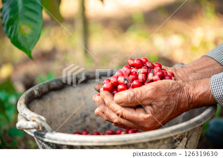 Close up hand harvest red ripe coffee seed robusta arabica berry harvesting coffee farm. Hand people harvest coffee bean ripe Red berries plant fresh seed coffee tree growth in green eco organic farm 126319630