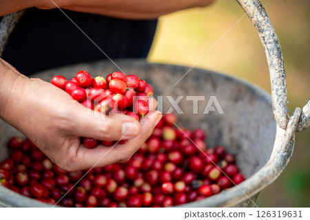Close up hand harvest red ripe coffee seed robusta arabica berry harvesting coffee farm. Hand people harvest coffee bean ripe Red berries plant fresh seed coffee tree growth in green eco organic farm 126319631