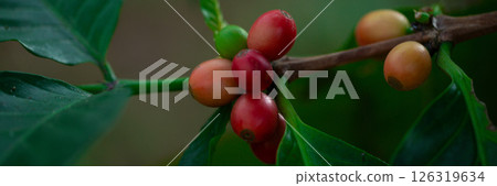 Close up hand harvest red ripe coffee seed robusta arabica berry harvesting coffee farm. Hand people harvest coffee bean ripe Red berries plant fresh seed coffee tree growth in green eco organic farm 126319634