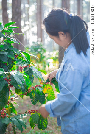 Harvest coffee bean ripe Red berries typing laptop computer check quality control plant coffee tree. Smart farmer using laptop in green coffee farm sustainable quality control agriculture technology Harvest coffee bean ripe Red berries typing laptop computer check quality control plant coffee tree. Smart farmer using laptop in green coffee farm sustainable quality control agriculture technology 126319812
