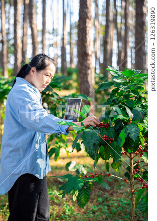 Harvest coffee bean ripe Red berries typing laptop computer check quality control plant coffee tree. Smart farmer using laptop in green coffee farm sustainable quality control agriculture technology 126319890