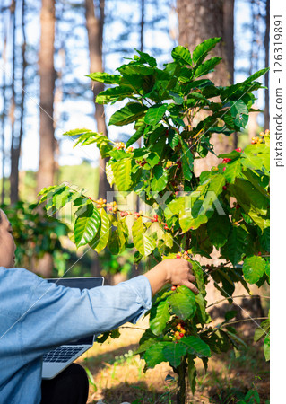 Harvest coffee bean ripe Red berries typing laptop computer check quality control plant coffee tree. Smart farmer using laptop in green coffee farm sustainable quality control agriculture technology 126319891