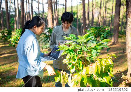 Harvest coffee bean ripe Red berries typing laptop computer check quality control plant coffee tree. Smart farmer using laptop in green coffee farm sustainable quality control agriculture technology 126319892