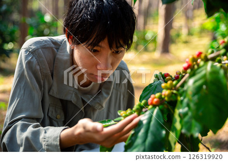 Harvest coffee bean ripe Red berries typing laptop computer check quality control plant coffee tree. Smart farmer using laptop in green coffee farm sustainable quality control agriculture technology 126319920