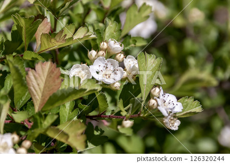 Hawthorn, known for its medicinal properties, is also known as Samomo and can be used as a dye. Hawthorn, known for its medicinal properties, is also known as Samomo and can be used as a dye. 126320244