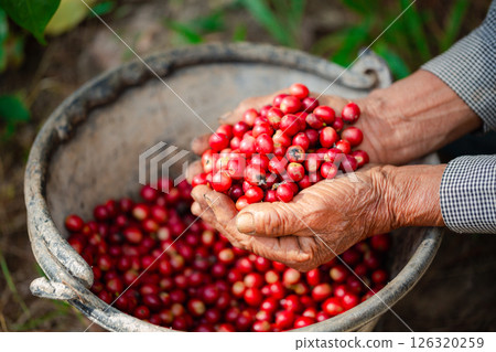 Close up hand harvest red ripe coffee seed robusta arabica berry harvesting coffee farm. Hand people harvest coffee bean ripe Red berries plant fresh seed coffee tree growth in green eco organic farm Close up hand harvest red ripe coffee seed robusta arabica berry harvesting coffee farm. Hand people harvest coffee bean ripe Red berries plant fresh seed coffee tree growth in green eco organic farm 126320259