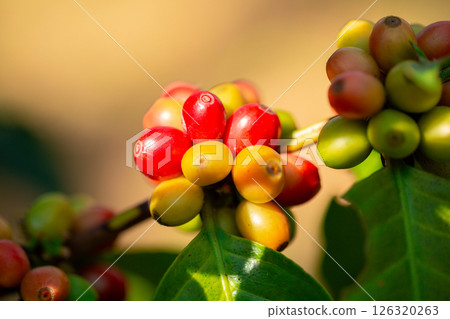 Close up harvest red ripe coffee seed robusta arabica berry harvesting coffee farm. Harvest coffee bean ripe Red berries plant fresh seed coffee tree growth in green eco organic farm green background 126320263
