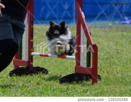 喜樂蒂牧羊犬 (設得蘭牧羊犬) 在狗舍玩耍 126320266