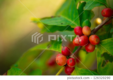 Close up harvest red ripe coffee seed robusta arabica berry harvesting coffee farm. Harvest coffee bean ripe Red berries plant fresh seed coffee tree growth in green eco organic farm green background Close up harvest red ripe coffee seed robusta arabica berry harvesting coffee farm. Harvest coffee bean ripe Red berries plant fresh seed coffee tree growth in green eco organic farm green background 126320290