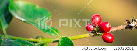 Close up harvest red ripe coffee seed robusta arabica berry harvesting coffee farm. Harvest coffee bean ripe Red berries plant fresh seed coffee tree growth in green eco organic farm green background 126320291