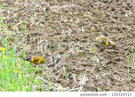 Parent and child of Eurasian greenfinch, young bird 126320312