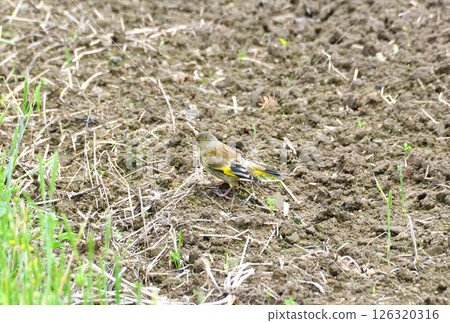 Parent and child of Eurasian greenfinch, young bird 126320316