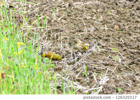 Parent and child of Eurasian greenfinch, young bird 126320317