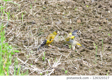 Parent and child of Eurasian greenfinch, young bird 126320327