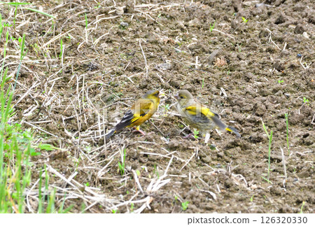 歐亞綠雀的父母與幼鳥 126320330