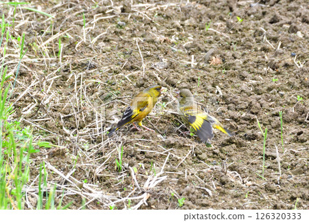 Parent and child of Eurasian greenfinch, young bird 126320333