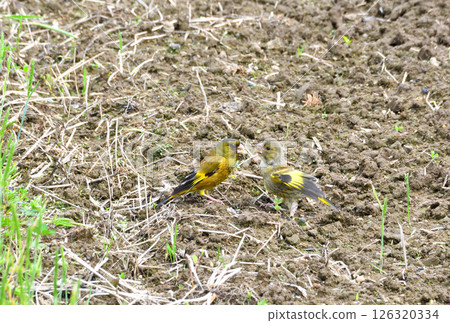 Parent and child of Eurasian greenfinch, young bird Parent and child of Eurasian greenfinch, young bird 126320334