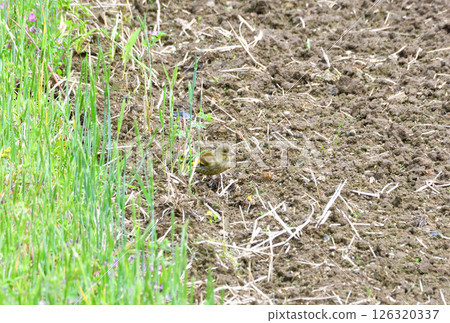 Parent and child of Eurasian greenfinch, young bird 126320337