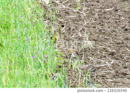 Parent and child of Eurasian greenfinch, young bird 126320340