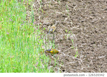 Parent and child of Eurasian greenfinch, young bird Parent and child of Eurasian greenfinch, young bird 126320342