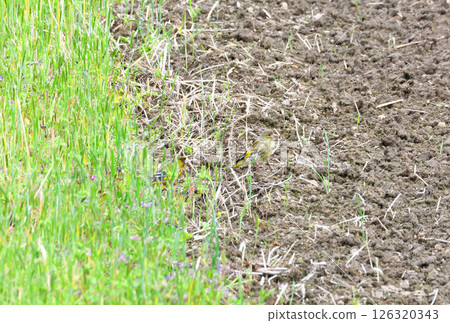 Parent and child of Eurasian greenfinch, young bird Parent and child of Eurasian greenfinch, young bird 126320343