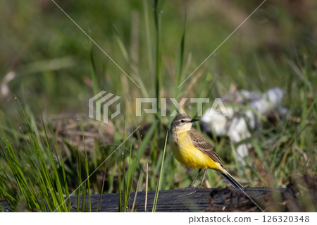 A male of (Motacilla flava) Yellow Wagtail and old tyre A male of (Motacilla flava) Yellow Wagtail and old tyre 126320348