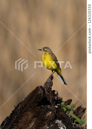 A male of   (Motacilla flava) Yellow Wagtail 126320350