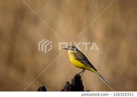 A male of   (Motacilla flava) Yellow Wagtail 126320351