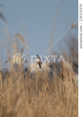 Wildlife shot of Common Reed Bunting 126320354